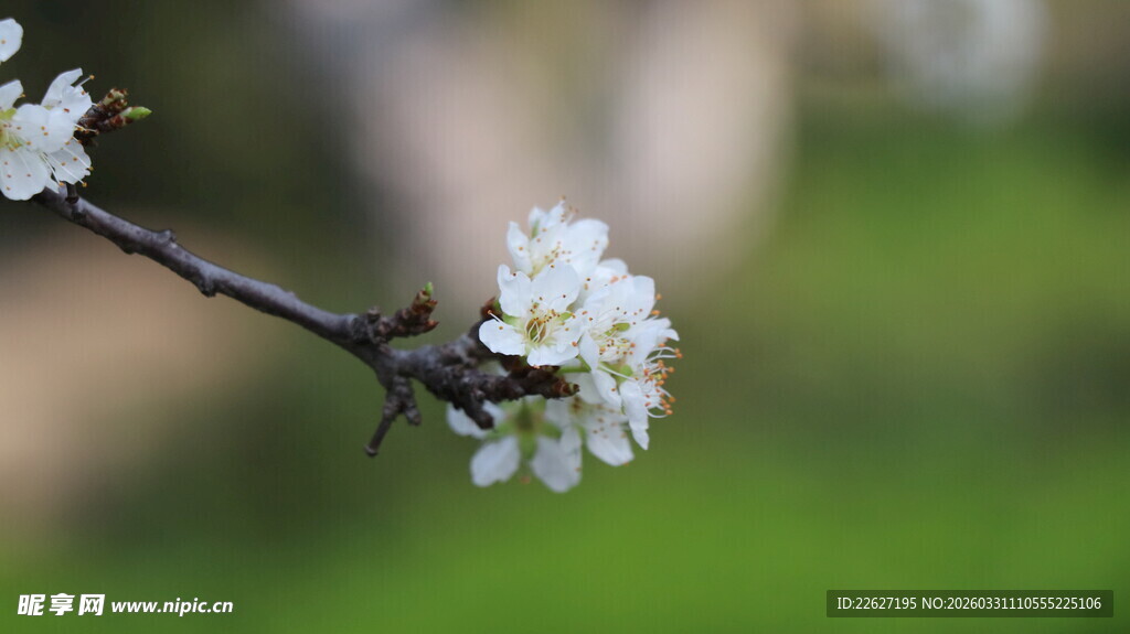 枝头绽放的洁白花朵