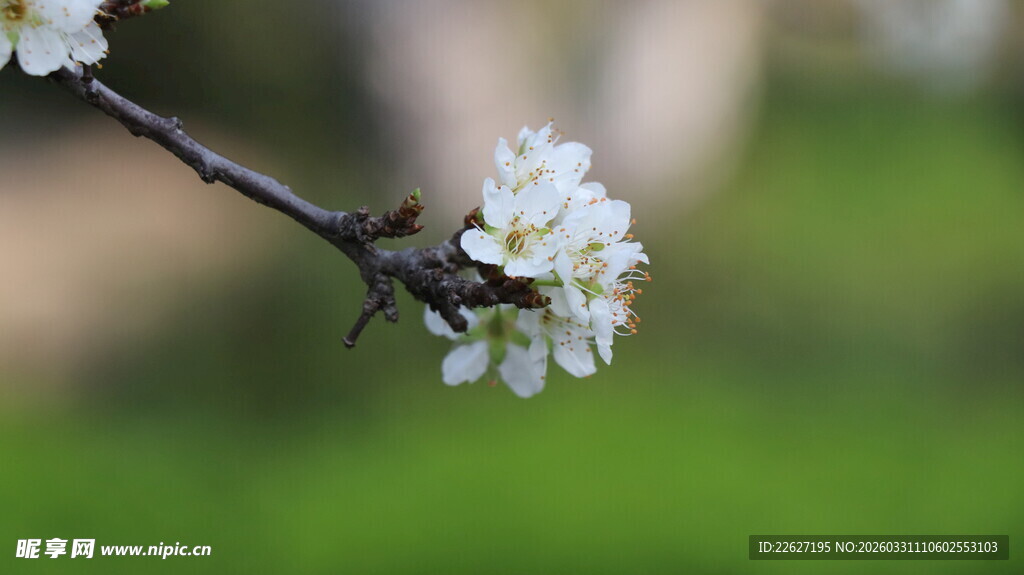 枝头绽放的洁白花朵