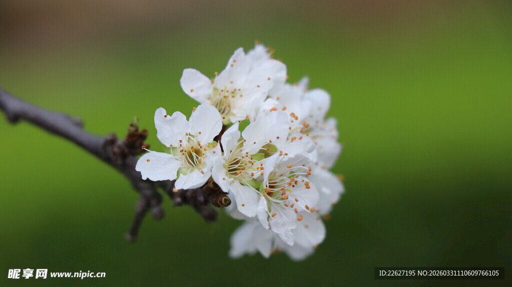 枝头绽放的洁白樱花