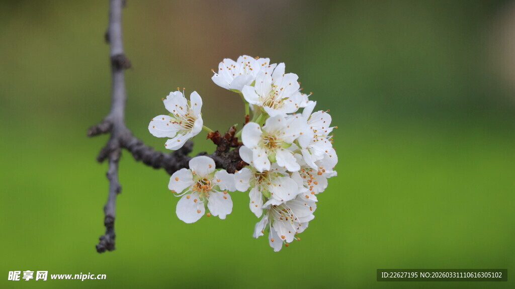 枝头绽放的白色花朵