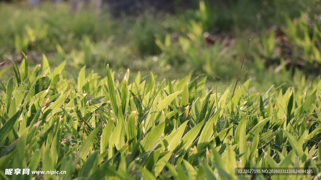 翠绿草地生机勃勃景象