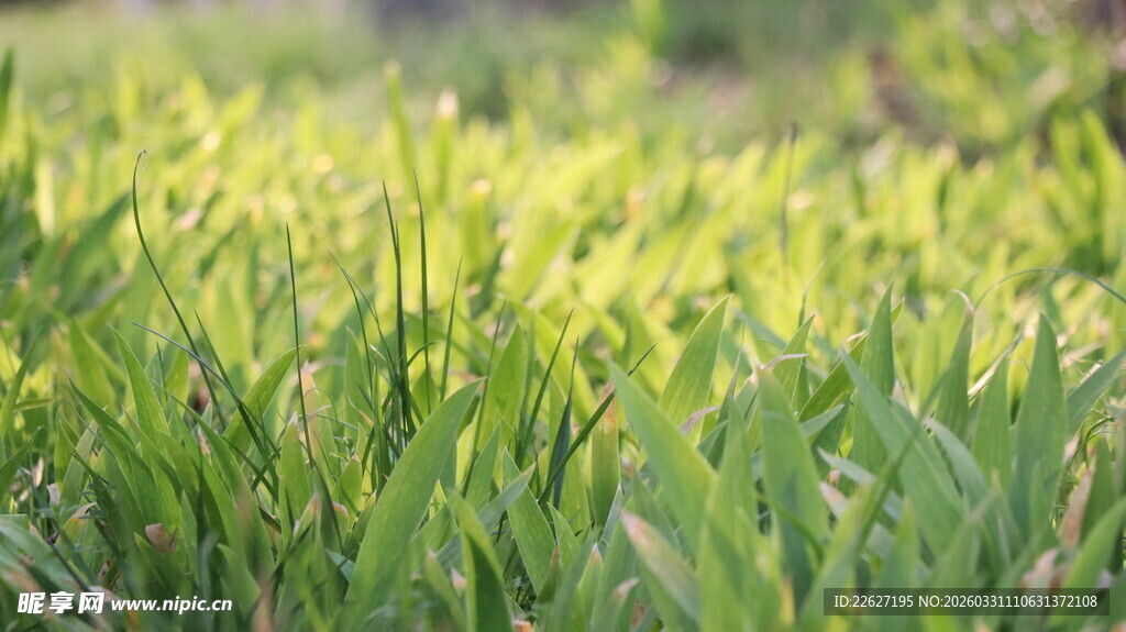 嫩绿草地  清新自然景象