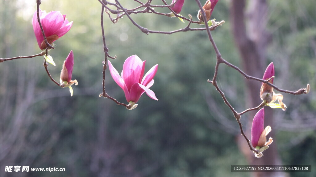 枝头绽放的娇艳玉兰花