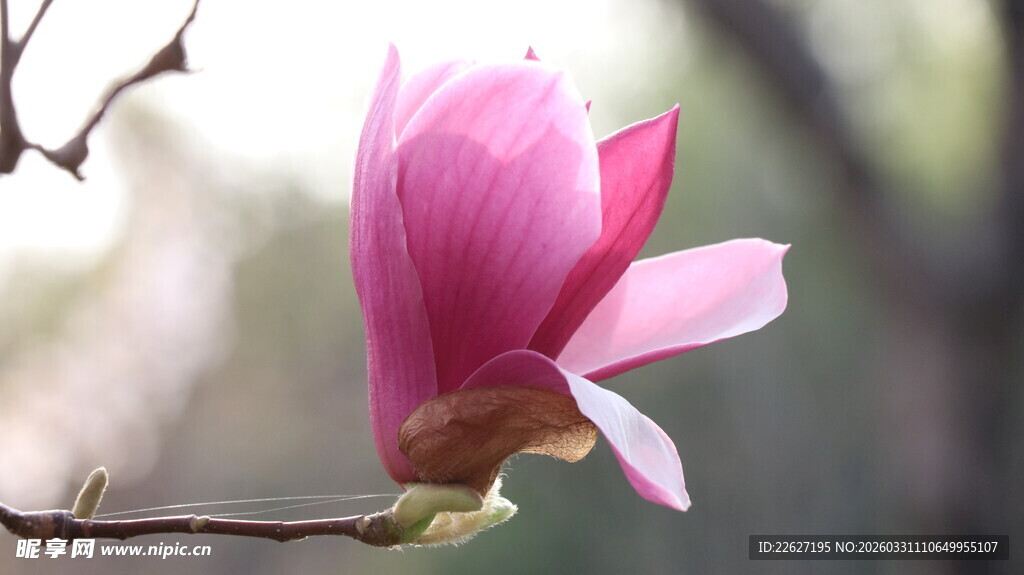 娇艳玉兰花枝俏