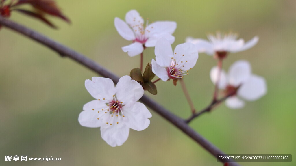 枝头绽放的美丽樱花