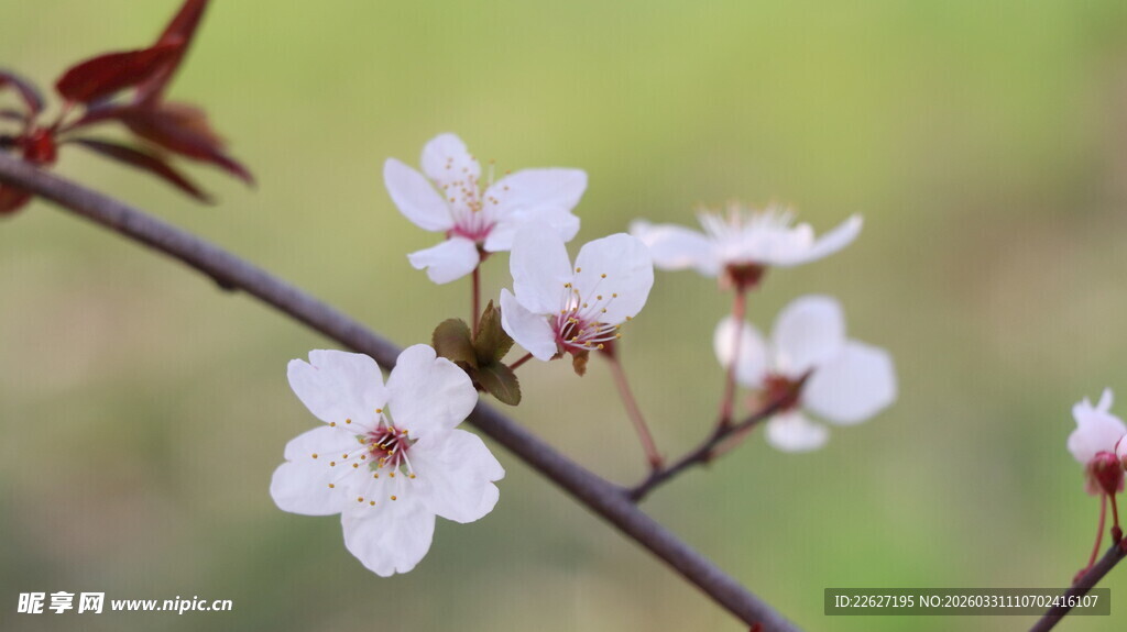 枝头绽放的美丽白色花朵