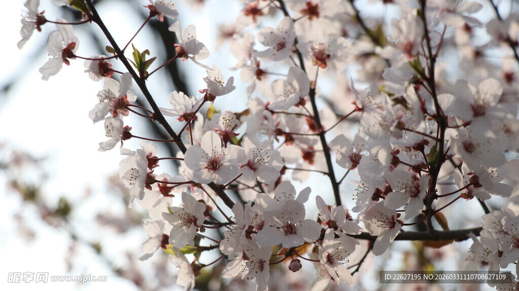 枝头绽放的粉嫩樱花