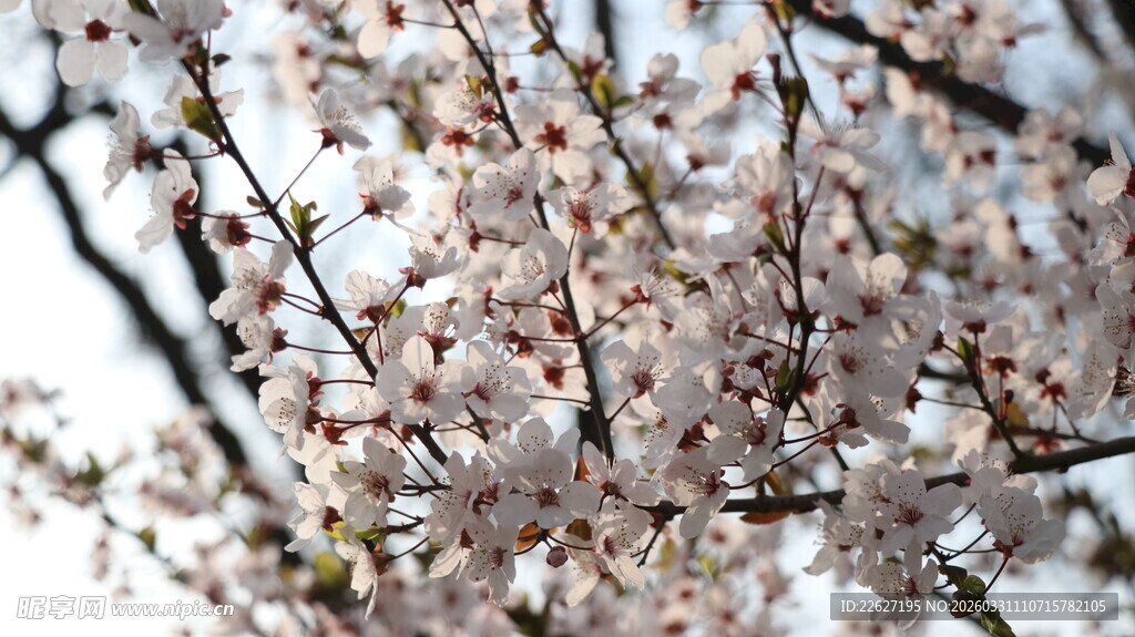 枝头绽放的粉嫩樱花