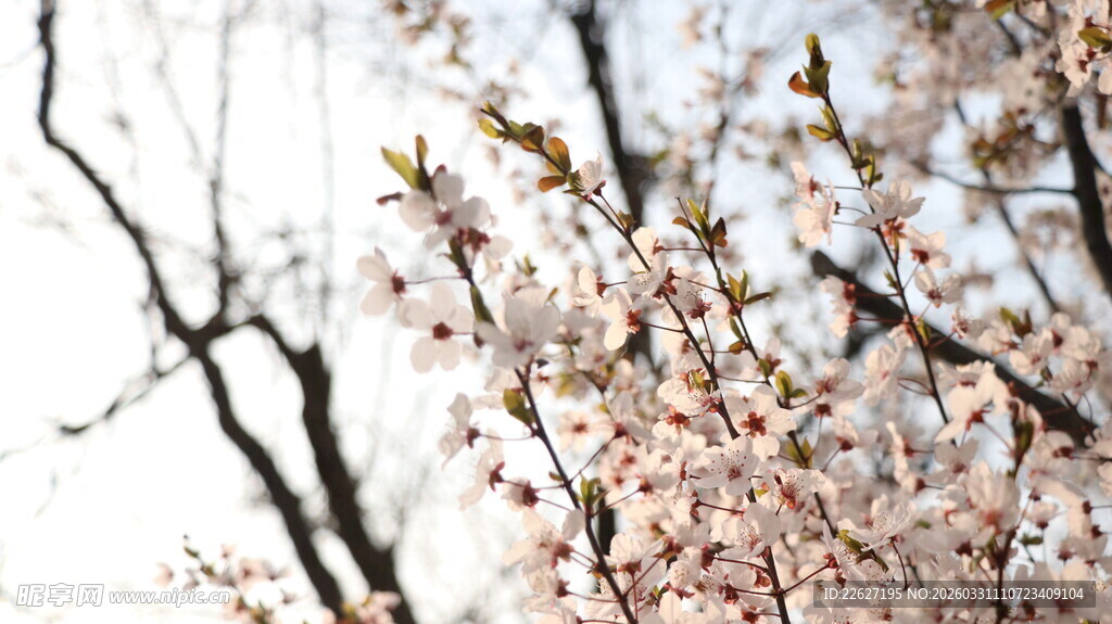 春日绽放的粉嫩樱花枝