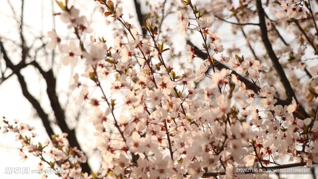 盛开的粉色樱花树