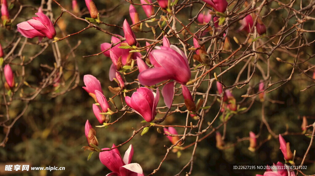 娇艳玉兰花枝绽放
