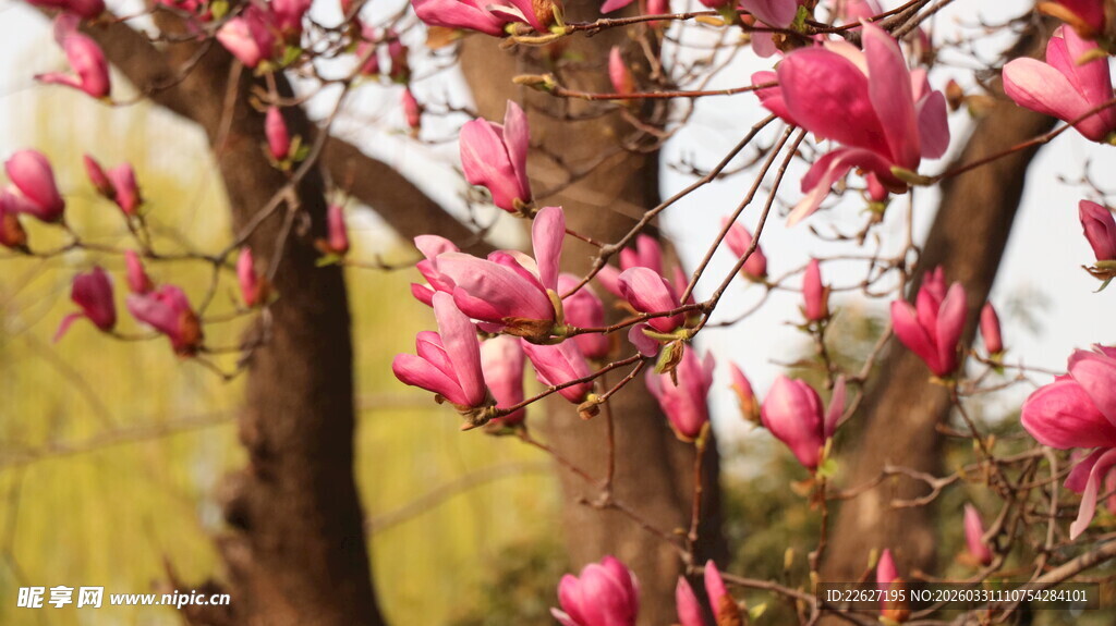 盛开的粉色玉兰花树