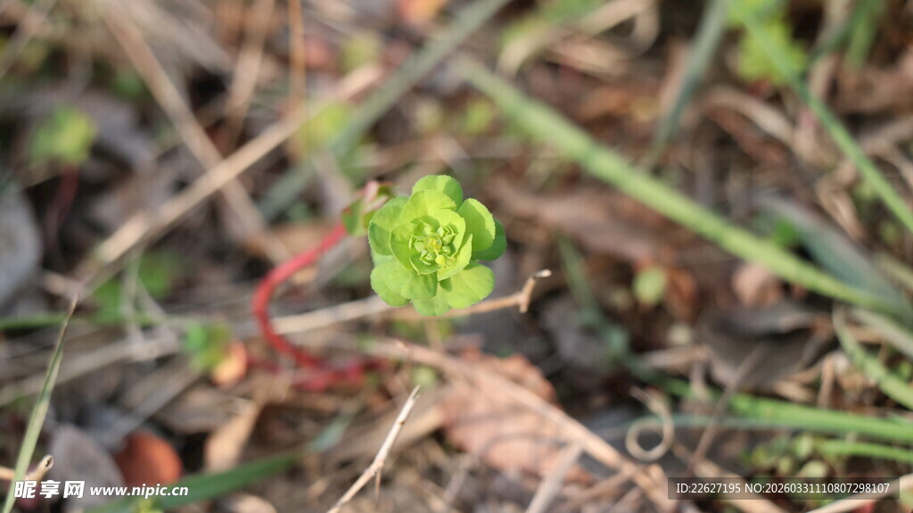破土而出的嫩绿小植物