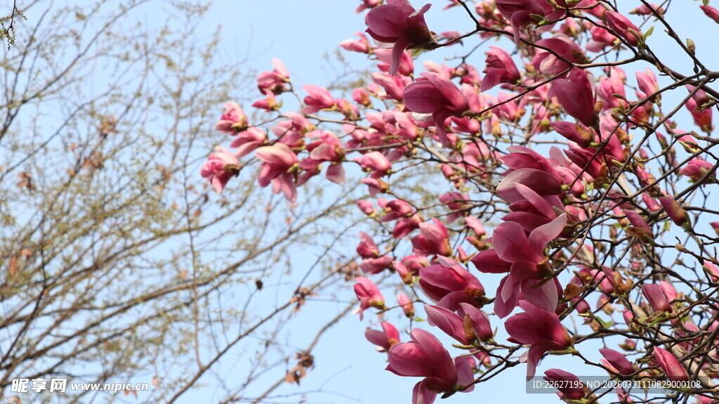 枝头绽放的娇艳红花朵