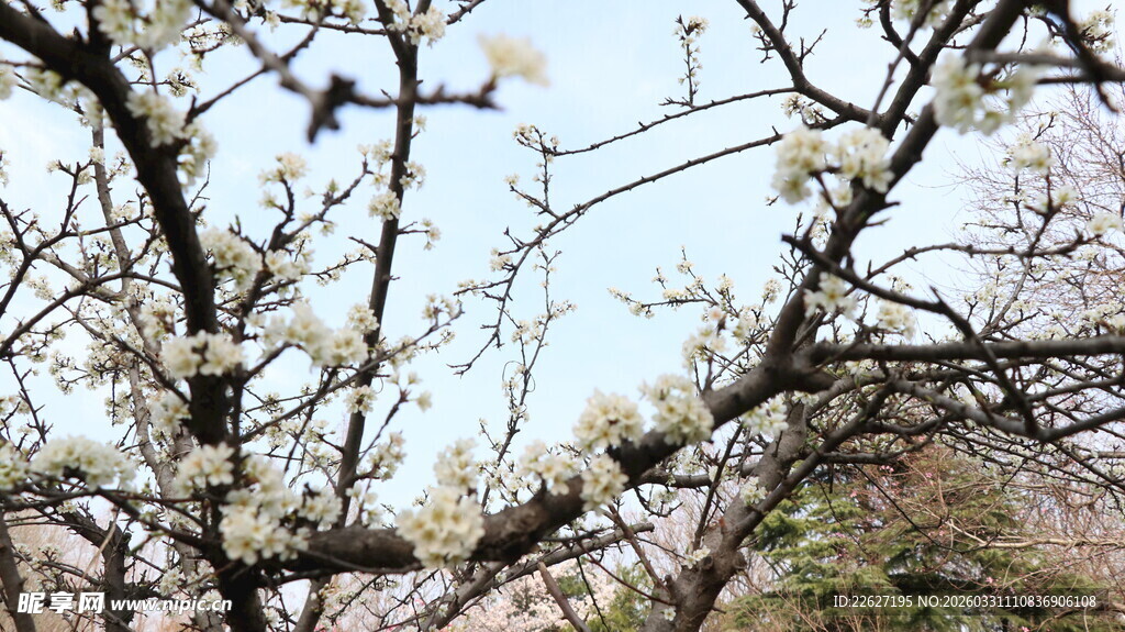 枝头繁花绽放的春日景象