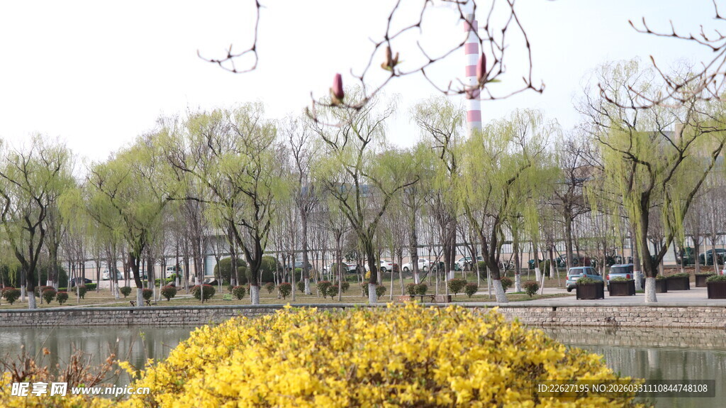 春日湖边绽放的灿烂黄花