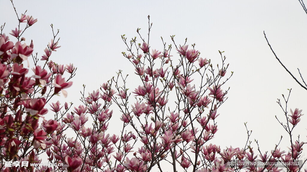 枝头绽放的粉嫩花朵