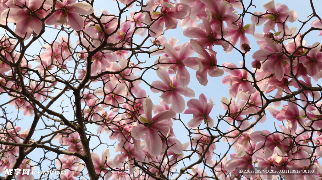 盛开的粉色繁花枝头