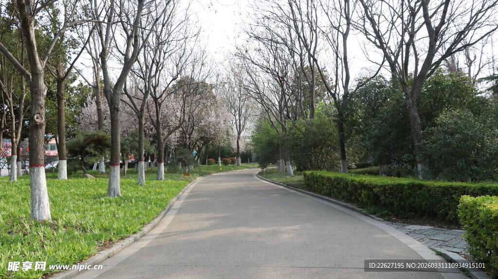 春日林荫小道风景