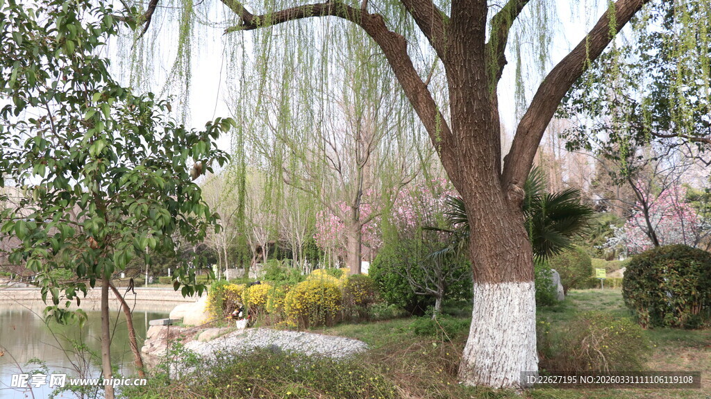 春日垂柳下的园林景致