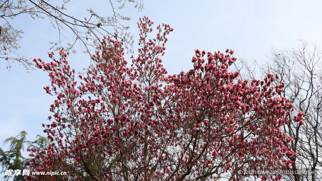 枝头玉兰花映蓝天