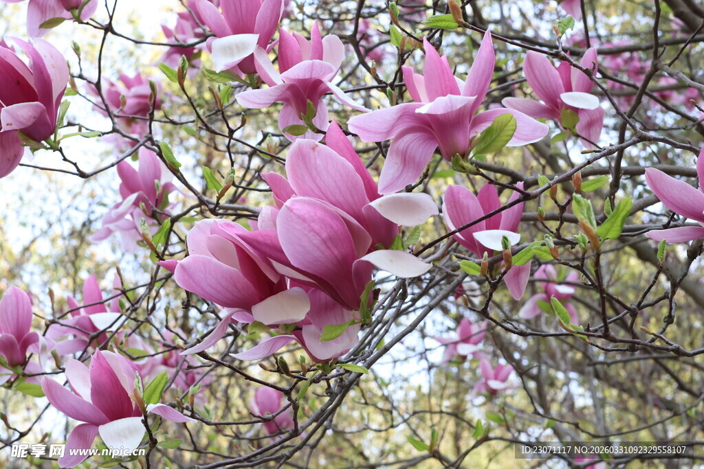 盛开的粉紫色玉兰花