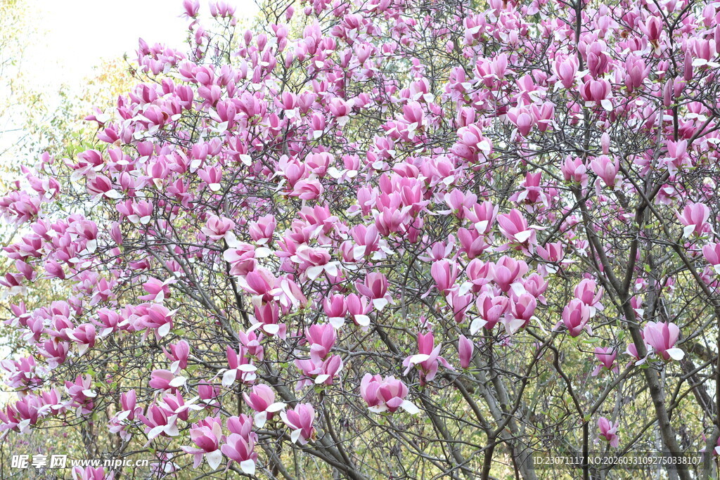 盛开的玉兰花树