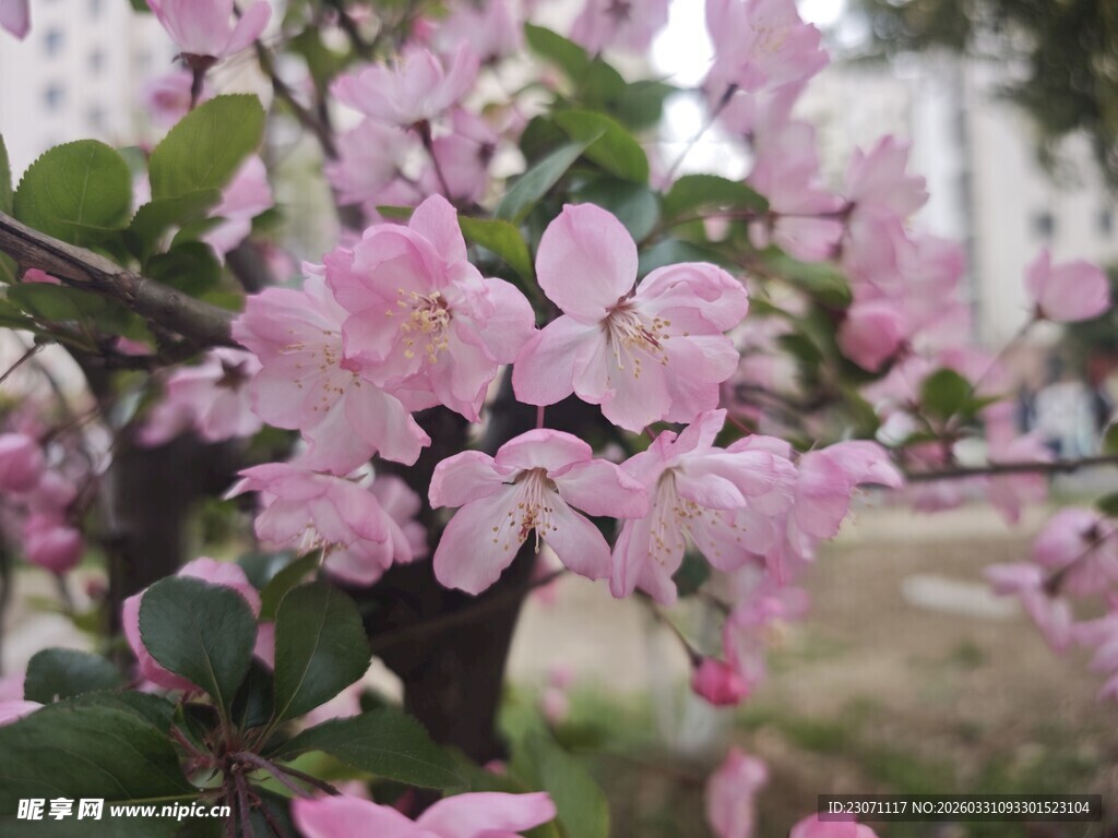 盛开的粉色海棠花