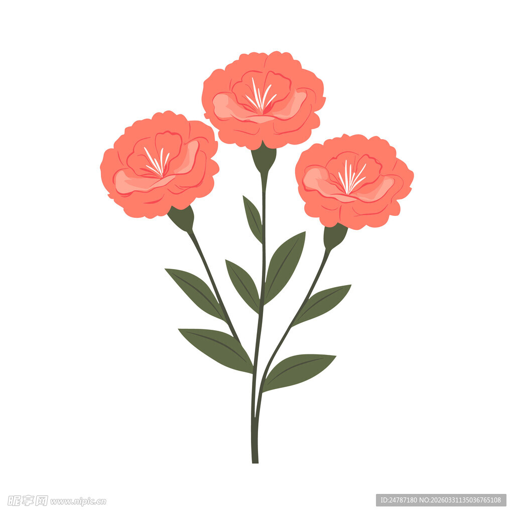康乃馨插画
