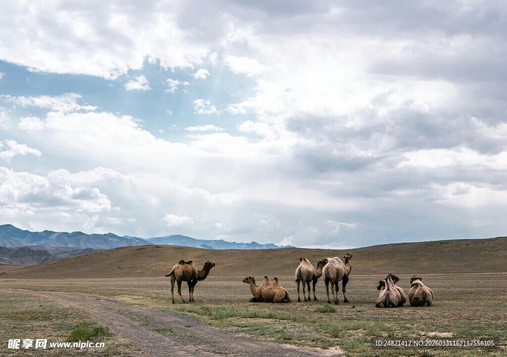草原驼队在天地间行进