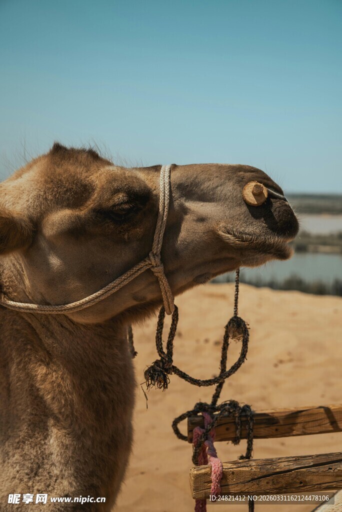 沙漠中的骆驼