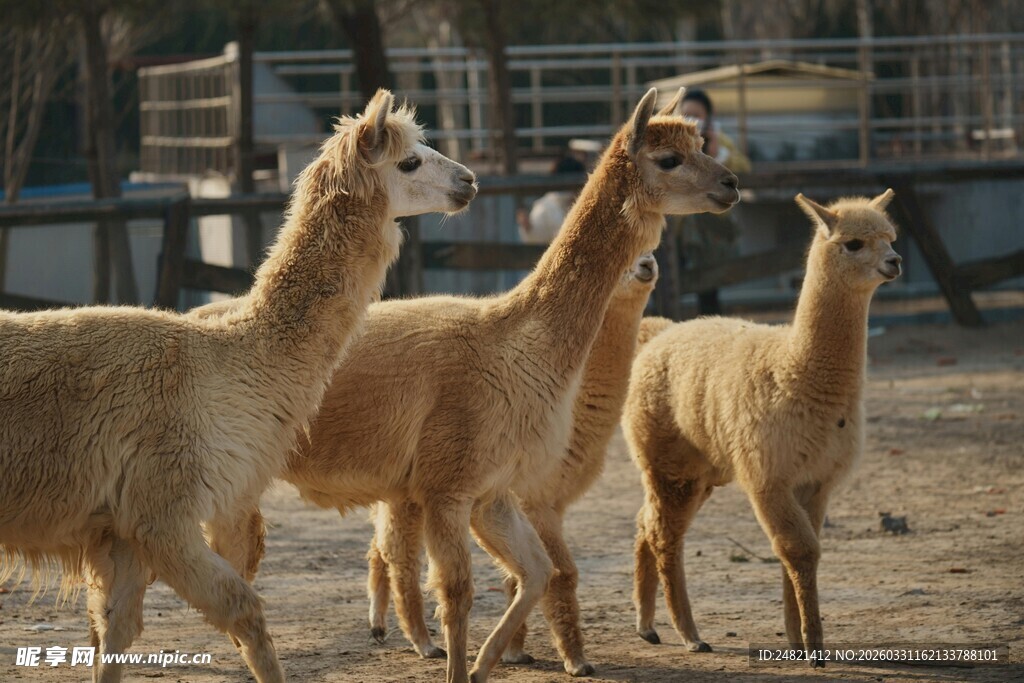 三只羊驼在户外行走