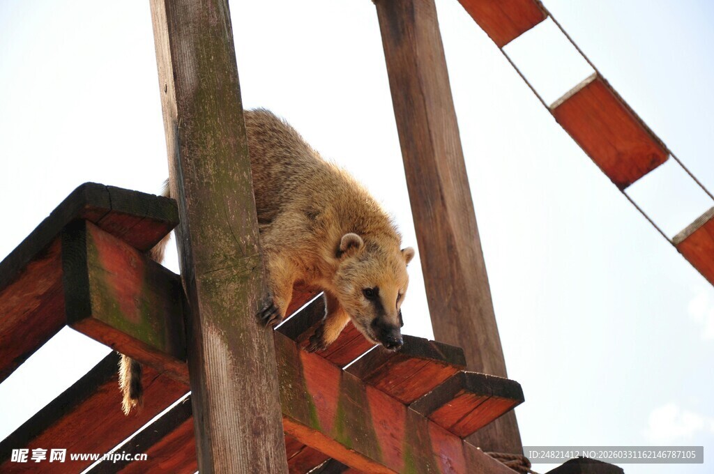 猴子攀爬游乐设施