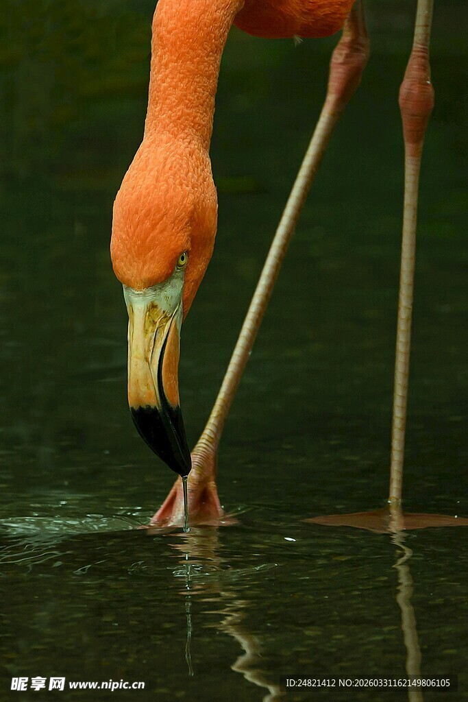 火烈鸟低头饮水瞬间