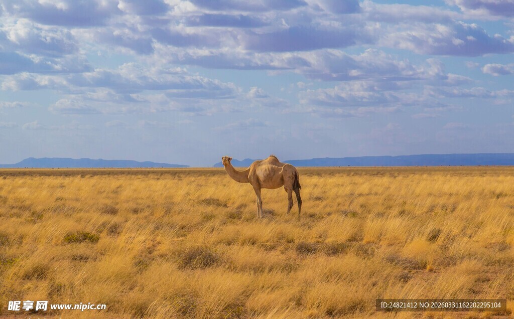 沙漠中的孤独骆驼