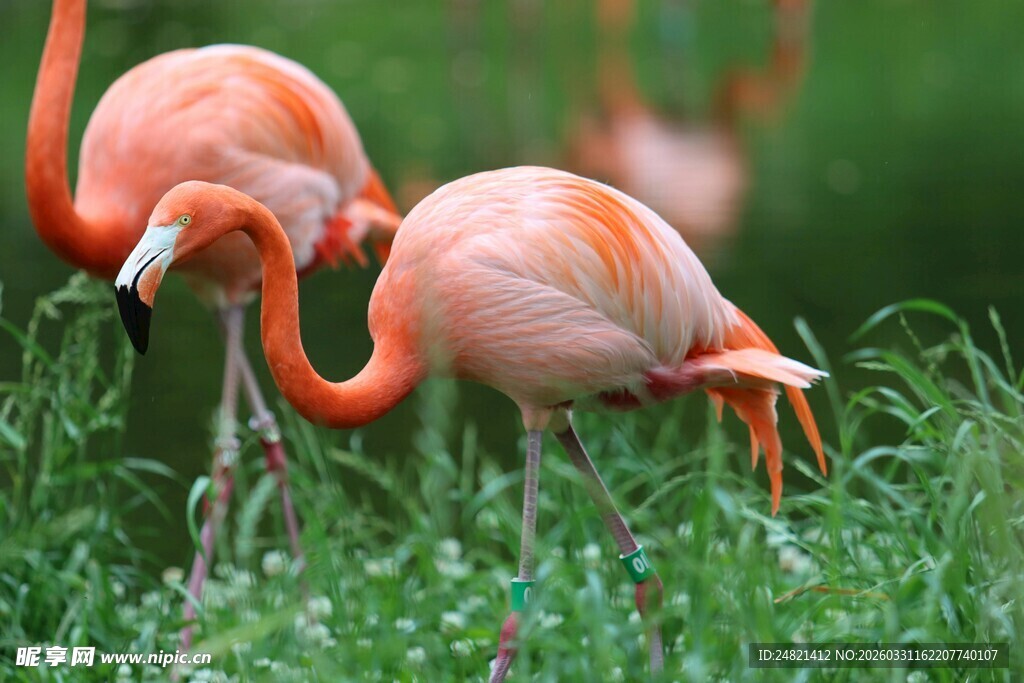 草地上的美丽火烈鸟