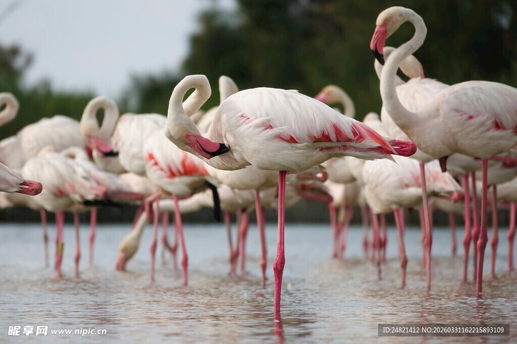 火烈鸟群于水边优雅伫立