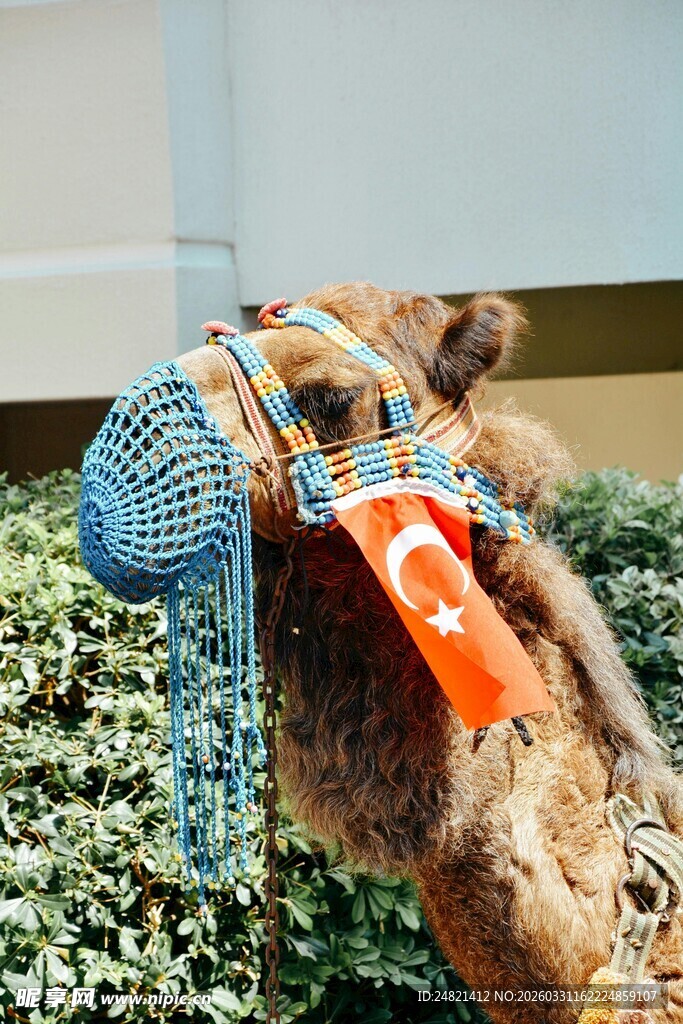 狗狗穿戴彩色装备