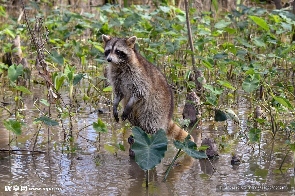 湿地中的浣熊