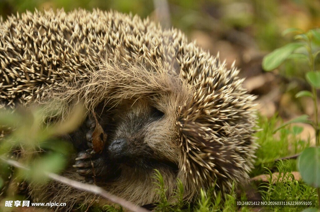 蜷缩在草丛中的小刺猬