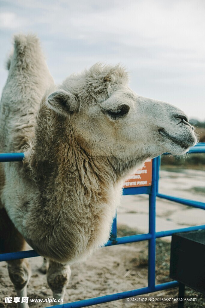 围栏里的骆驼