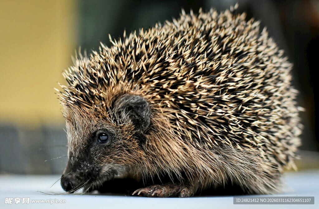 可爱小刺猬特写