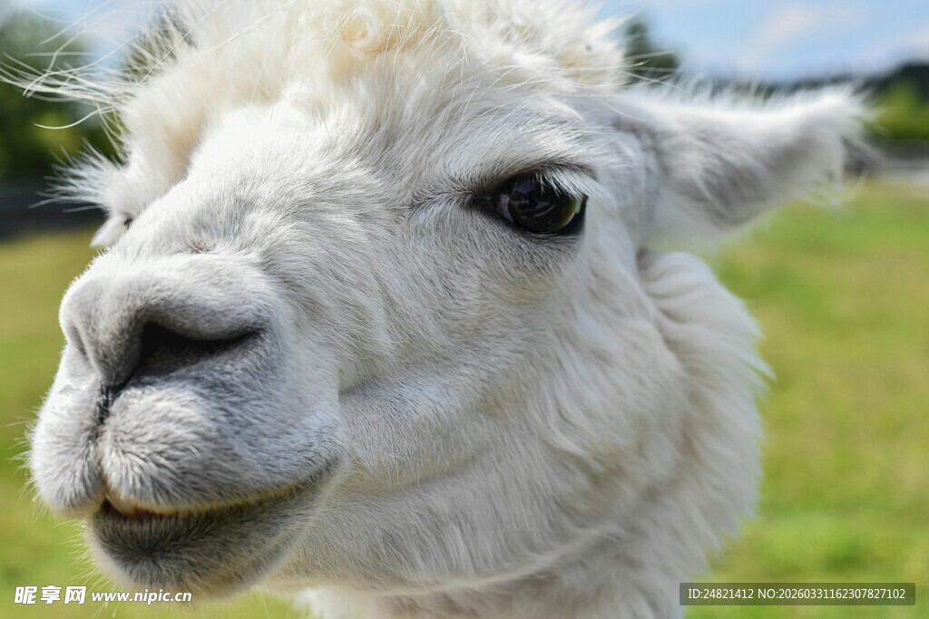 可爱羊驼特写