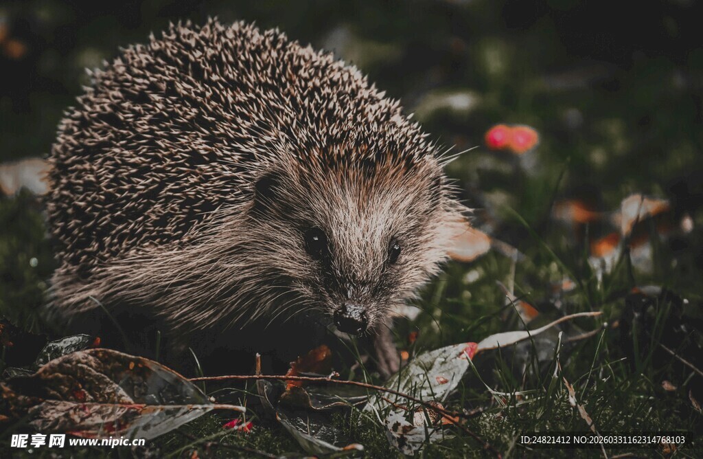 草丛中的小刺猬