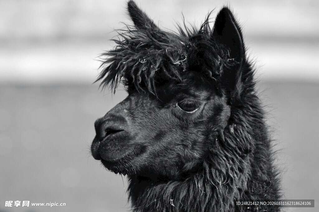 黑羊驼特写