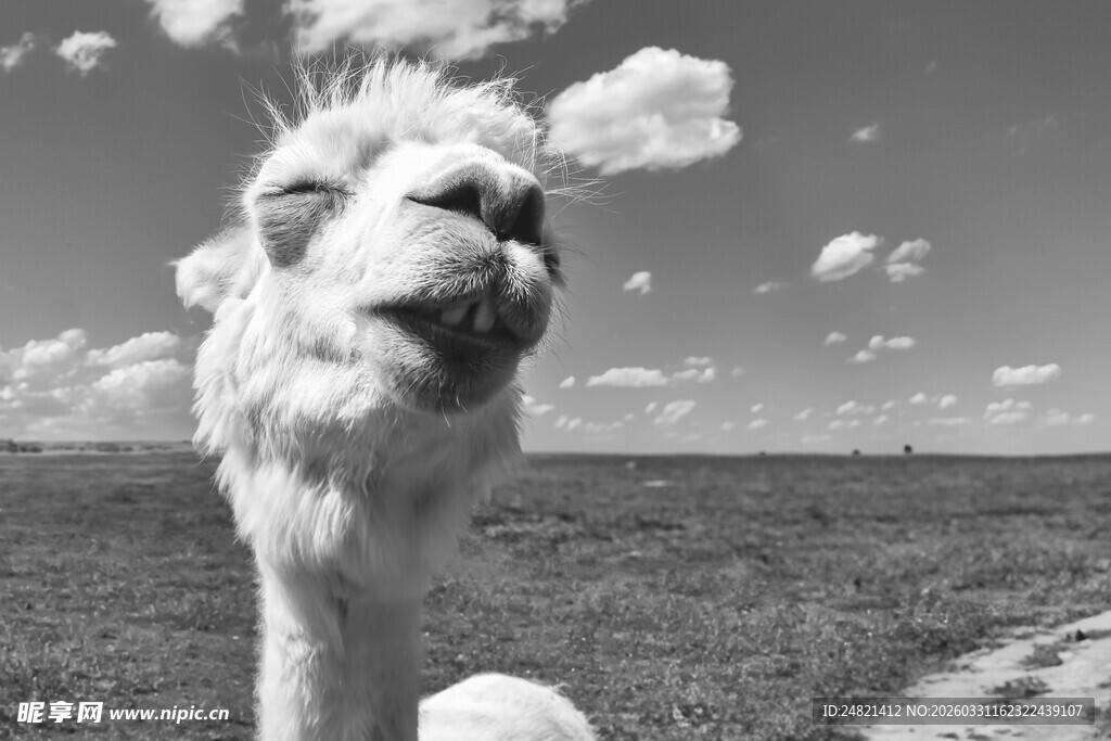 草原上的可爱骆驼