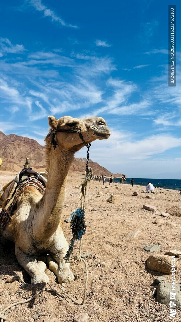 沙漠中休憩的骆驼