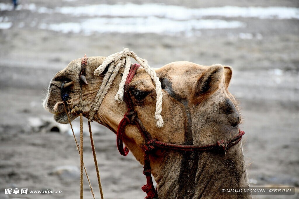 骆驼特写