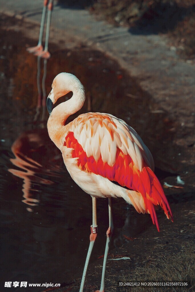 优雅火烈鸟于水边的身姿