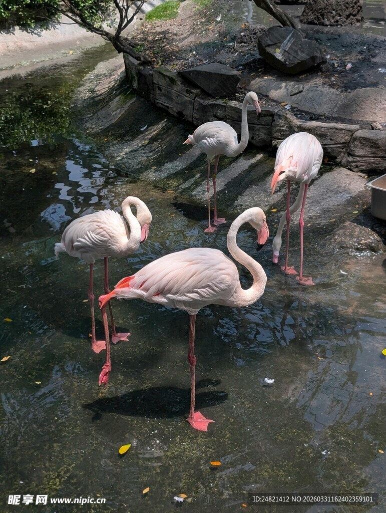 水中优雅的火烈鸟